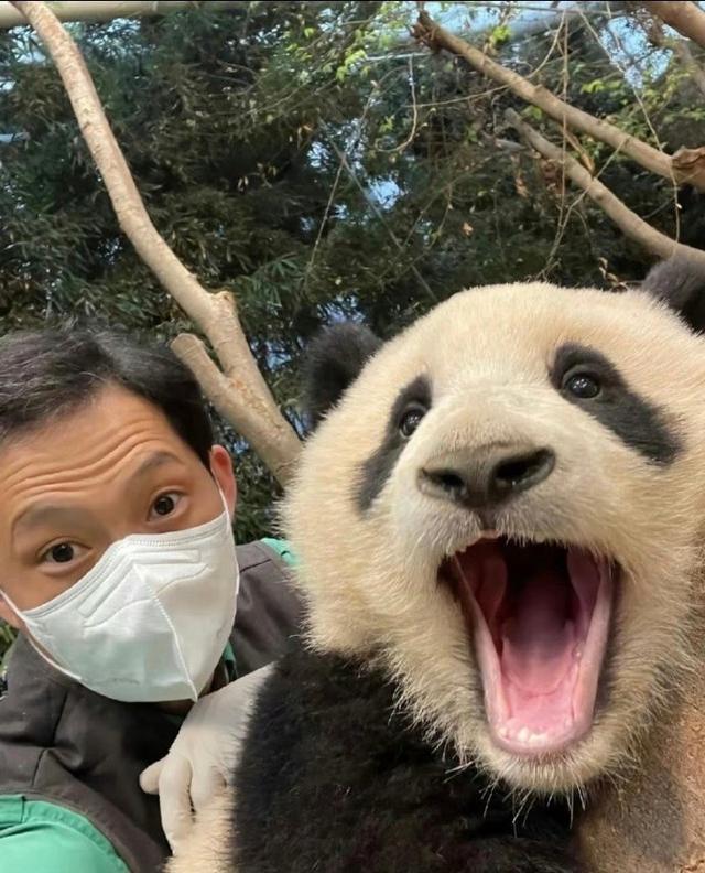 福宝回家|"福公主"和"宝家族"的n个高光瞬间_新浪财经_新浪网