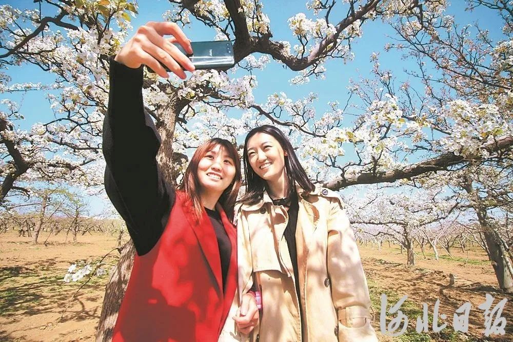 深州桃花节游人如织,人们畅游在花海之间.河北日报资料片