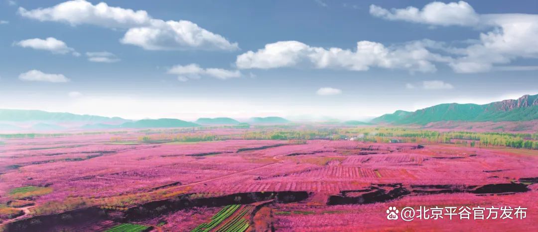 北京平谷国际桃花节4月8日开幕完成打卡全年免费畅游所有景区
