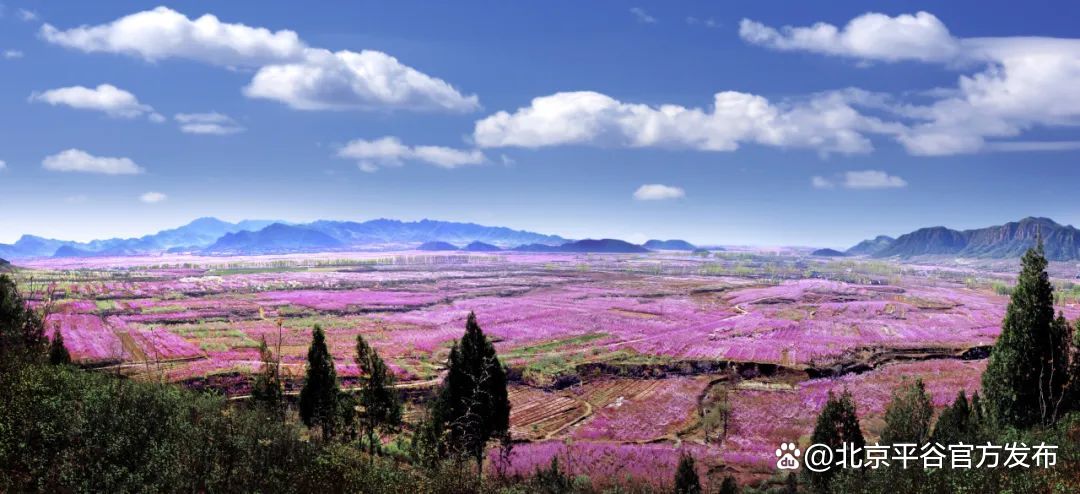 北京平谷国际桃花节4月8日开幕完成打卡全年免费畅游所有景区
