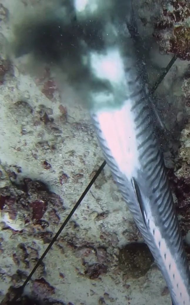 有时候,潜水员在水下会用鱼枪捕鱼,如果达到了一定深度,中枪的鱼伤口