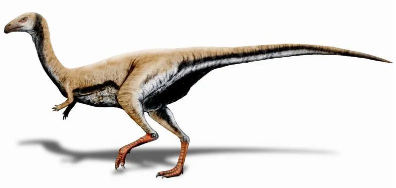 Transparent Limaysaurus 第五十八课 难逃泥潭龙(一)Limusaurus inextricabilis|脚趾|身体|龙科|徐星|脱逃_新浪新闻