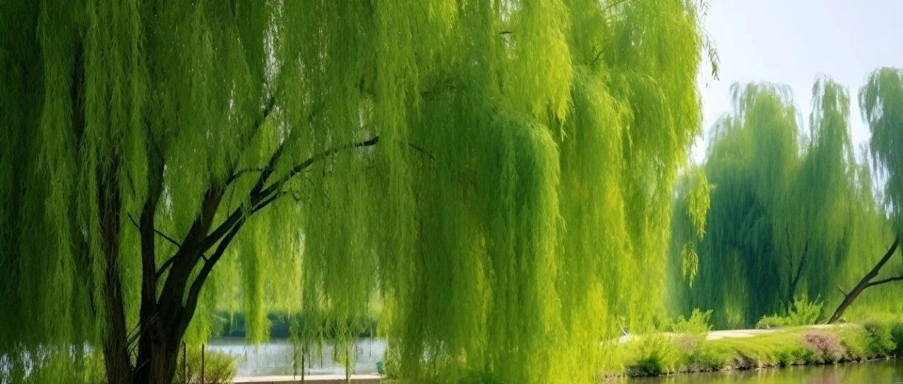 它是“天然阿司匹林”，也是护肝能手，消炎止痛、解毒止痒，路边伸手就能摘到！|阿司匹林|护肝|柳枝_新浪新闻