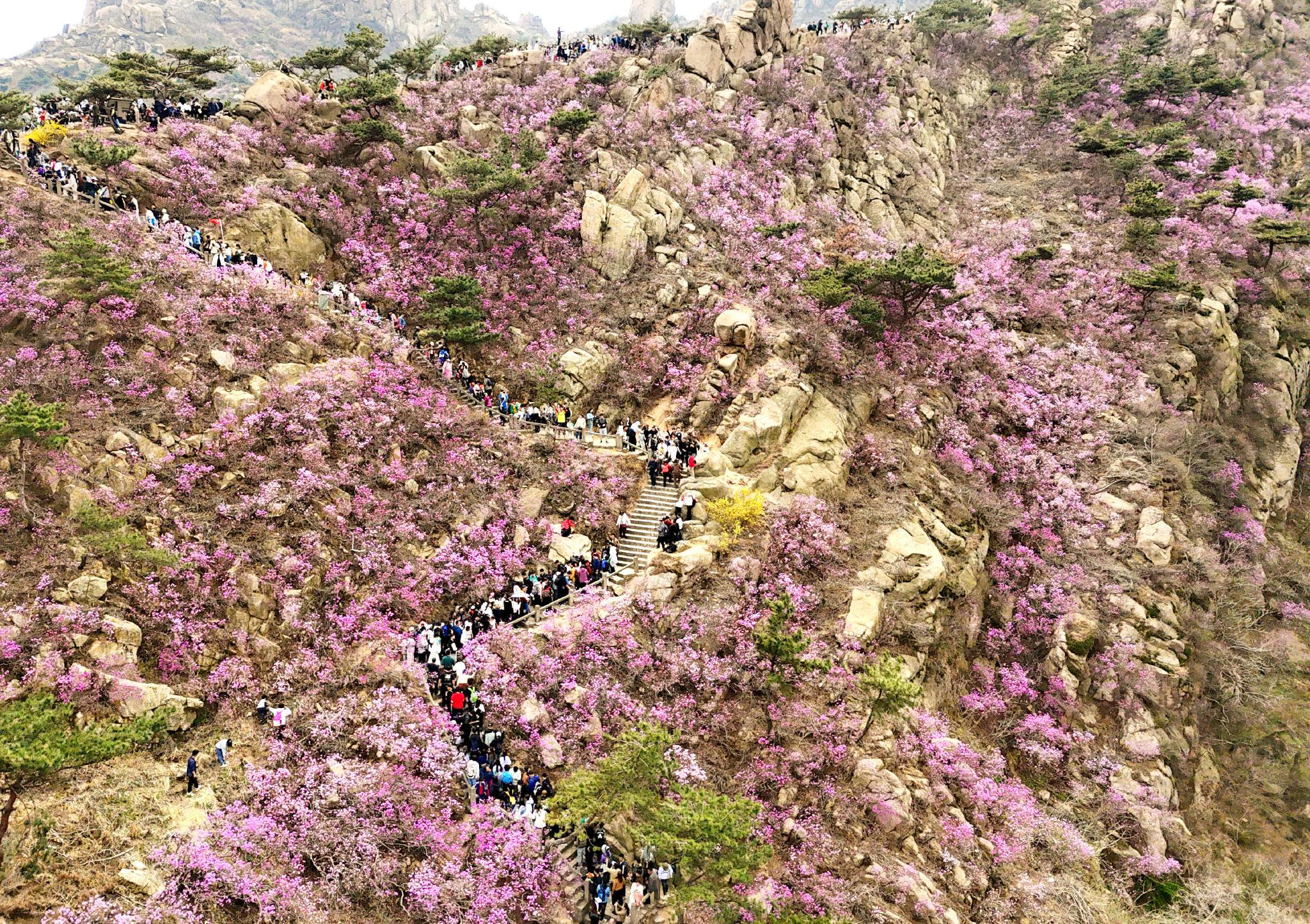 青岛大珠山景区万亩杜鹃花进入盛花期.张进刚68摄