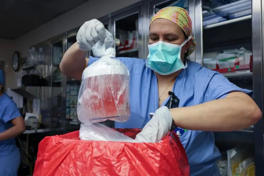 医生团队取出用于移植的猪肾