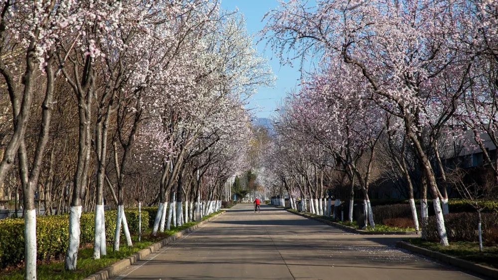 不止杏花大道,秦皇岛还藏着多处杏花林