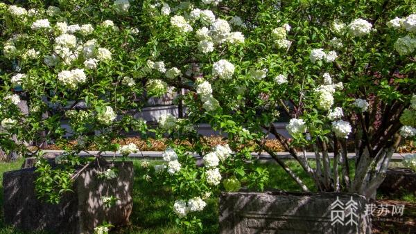 南京午朝门公园绣球花绽放