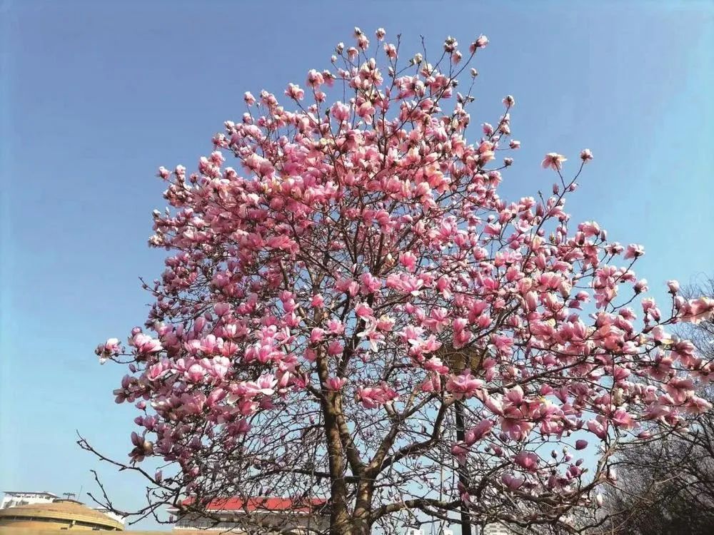 快收藏邯郸各县域赏花地图