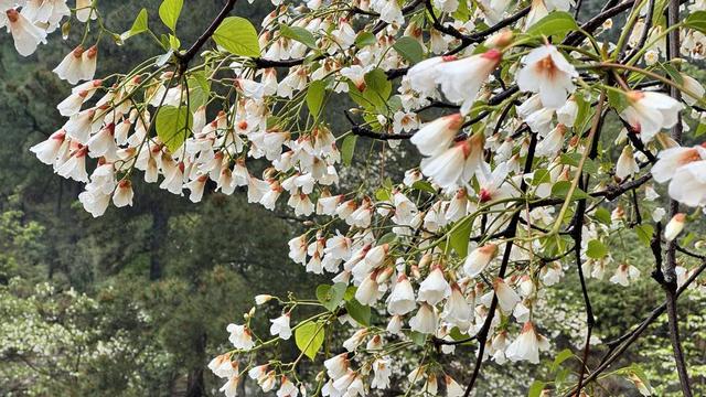 威远桐子花盛开(受访者供图)