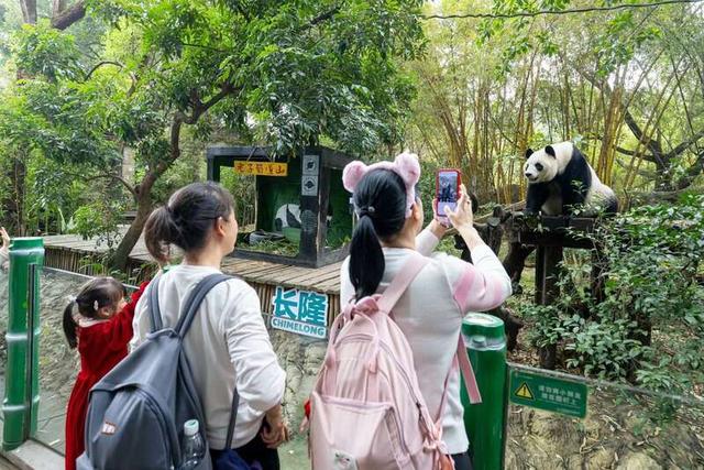 妈妈和孩子一起看熊猫。受访者供图