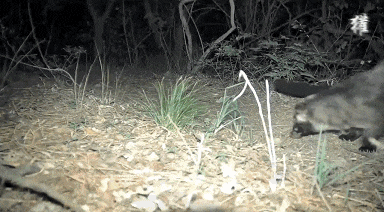 ▲红外相机下的海淀野生动物