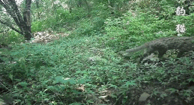 ▲红外相机下的海淀野生动物