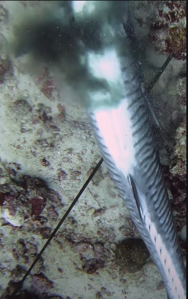 有时候,潜水员在水下会用鱼枪捕鱼,如果达到了一定深度,中枪的鱼伤口