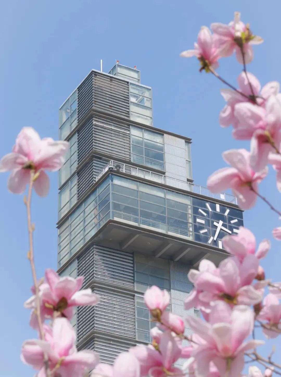 赏高校花开,与春意撞个满怀|天津大学_新浪财经_新浪网