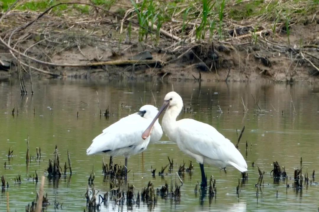 国家一级保护动物黑脸琵鹭 王原摄锡嘴雀 林生富摄短短一天半时间