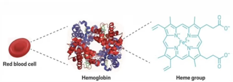 潜水员在水下被海鳗咬伤,他流的血变成了绿色的……|潜水员_新浪财经