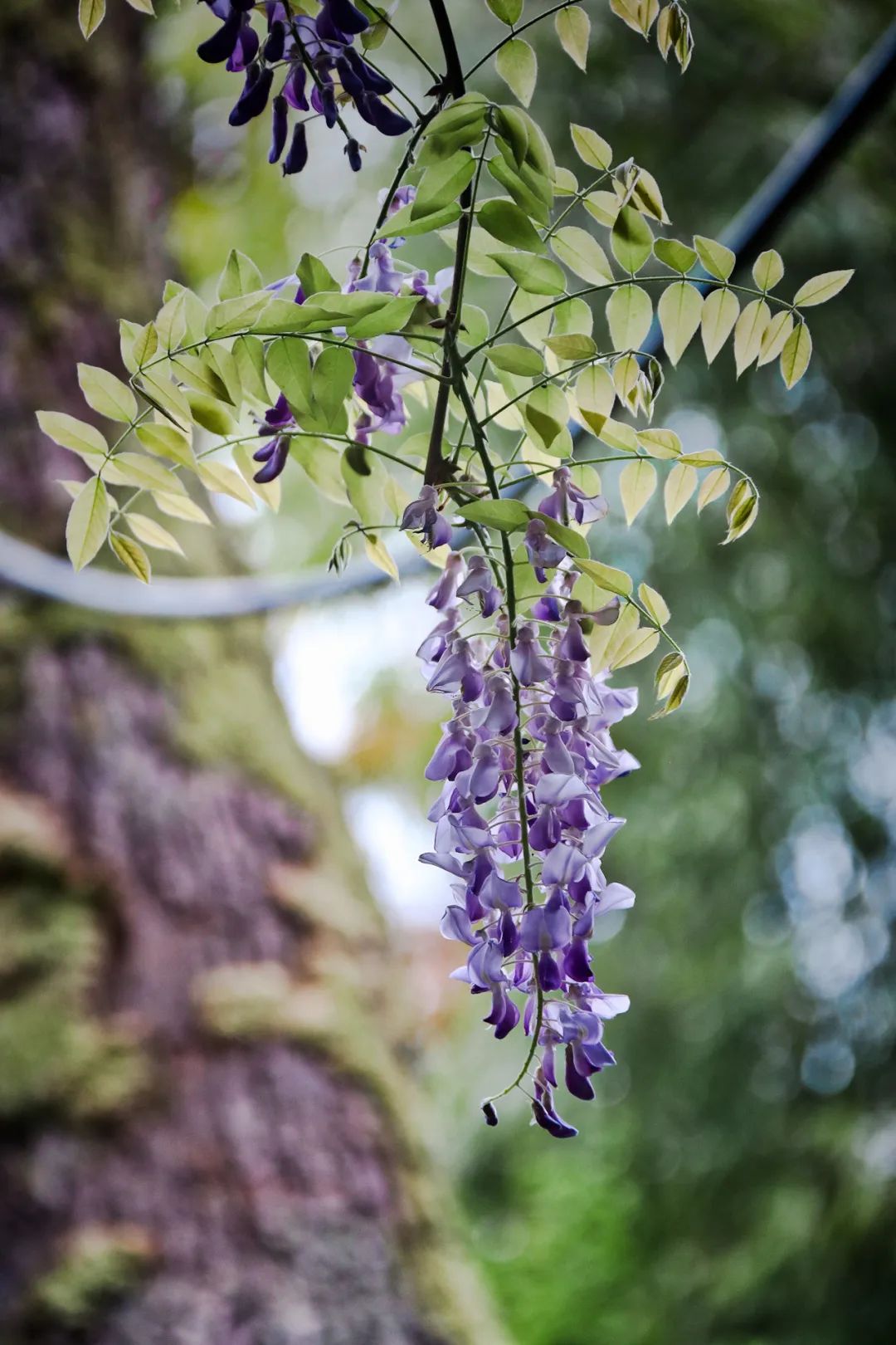 500岁藤王,又开花了!真正的成都状元同款→|成都市