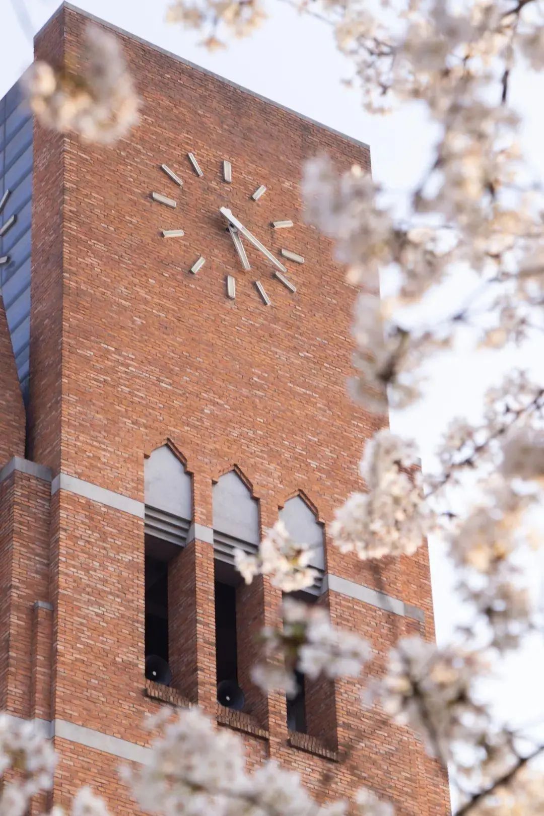 赏高校花开,与春意撞个满怀|天津大学_新浪财经_新浪网