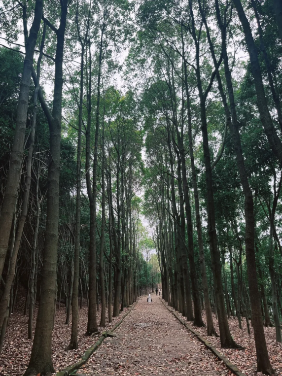 龙椅山庄"香樟路"不破坏日渐成林的大树,不时补植适宜的树苗,添补一些