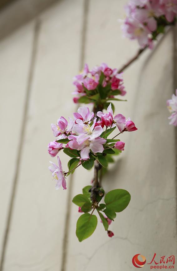 王子海棠树开花图图片