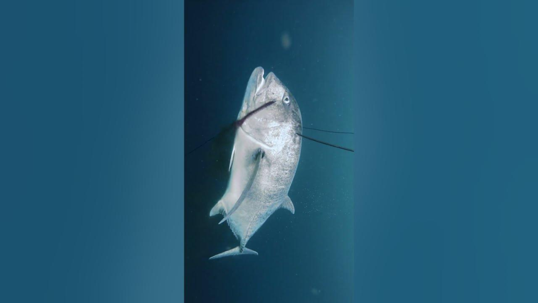 有时候,潜水员在水下会用鱼枪捕鱼,如果达到了一定深度,中枪的鱼伤口