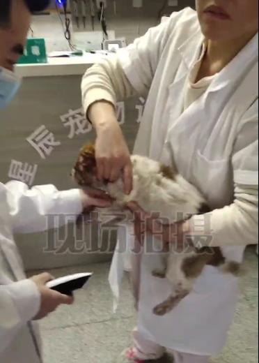 他是附近宠物医院一名义工,去年十一月份,小区就发生过一起虐狗事件