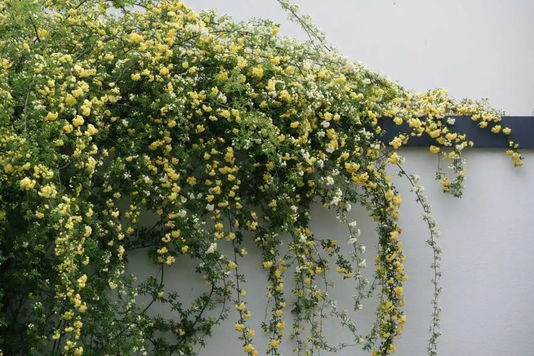 日前,宁波园林博物馆的围墙上,近十棵木香花繁花如瀑.记者 胡龙召 摄