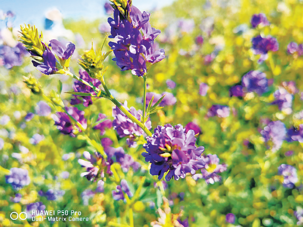 紫花苜蓿，是一种多年生草本植物，以其早春时节盛开的紫色花朵而闻名。（受访者供图）