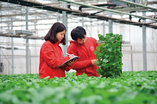 中国农业大学的学生在曲周县苗乐园科技小院记录农作物生长数据 曲周