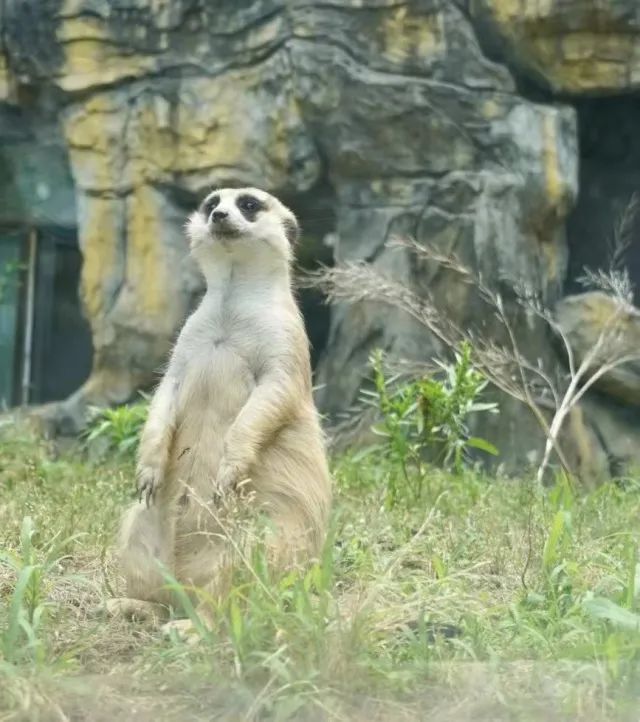 在红山动物园,猫科动物"上班"时,要一条空中过道,狼拥有一大片山头