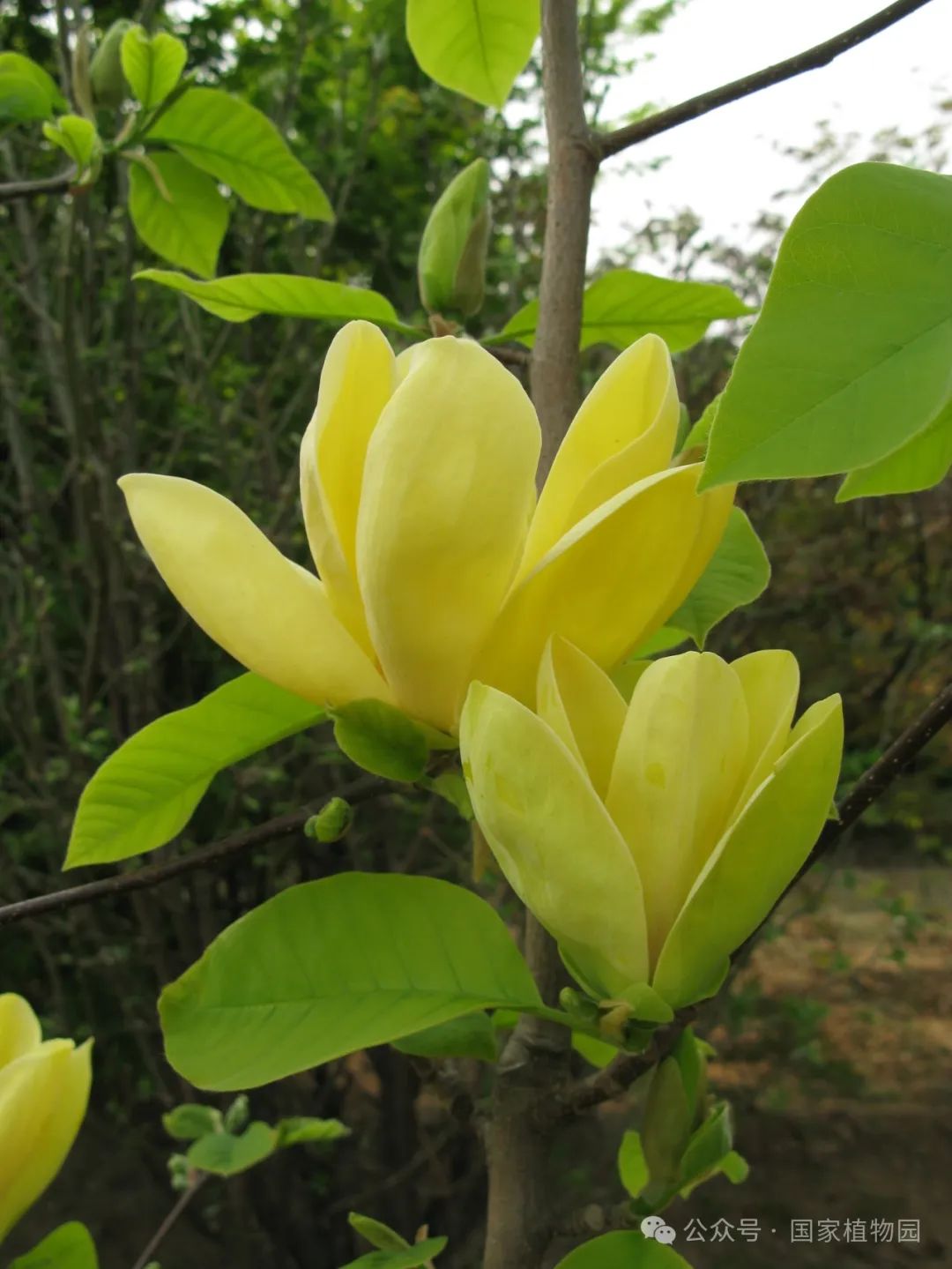 "黄鸟"玉兰5一些蓝紫色的花在春天,一些蓝紫色的花也在陆续绽放.