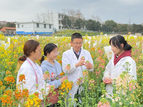 在江西农业大学,有这样一片试验田,春天来临时,彩色的油菜花竞相开放