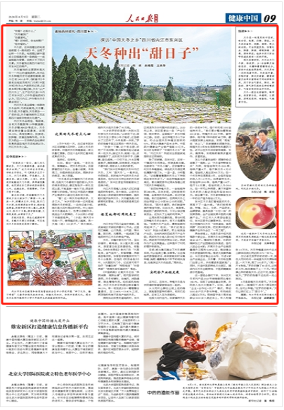 天冬种出"甜日子"(道地药材巡礼·四川篇)|内江市_新浪财经_新浪网