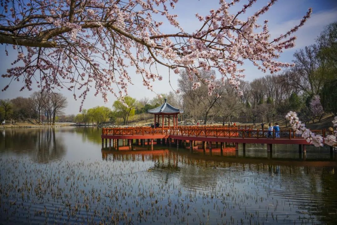 当春花遇上古建|在北京的这些地方,与春色撞个满怀__