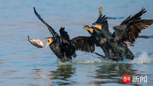 南京"冬日守候"摄影大赛获奖作品出炉 三汊河鸬鹚觅食精彩瞬间获