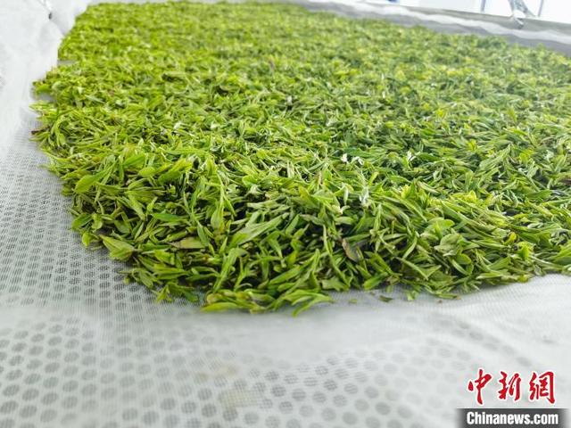正待炒制的安顶云雾茶.王逸飞 摄