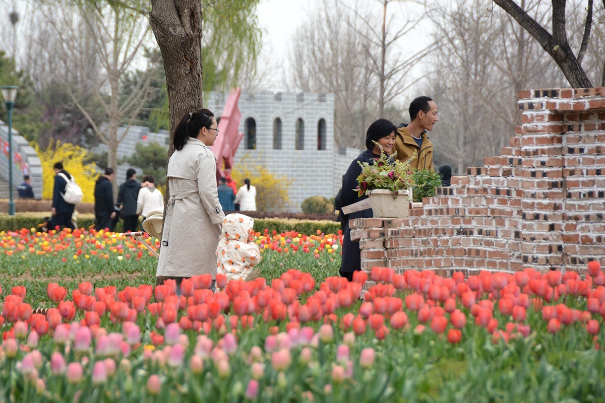 北京植物园春节花展图片