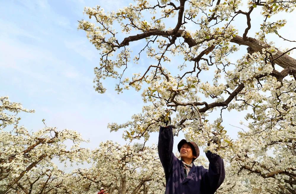 4月8日,河北省晋州市周家庄乡第九生产队的果农在梨园内进行授粉