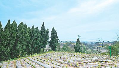 天冬种出甜日子道地药材巡礼四川篇