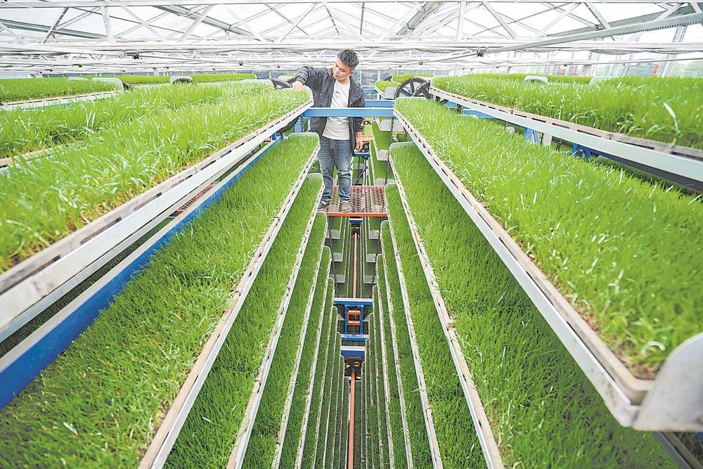 4月3日,罗凯在循环式育秧机上查看水稻秧苗长势