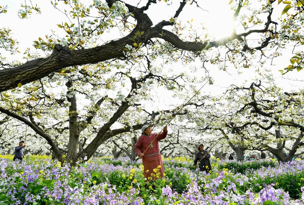 4月8日,河北省晋州市周家庄乡第九生产队的果农在梨园内进行授粉
