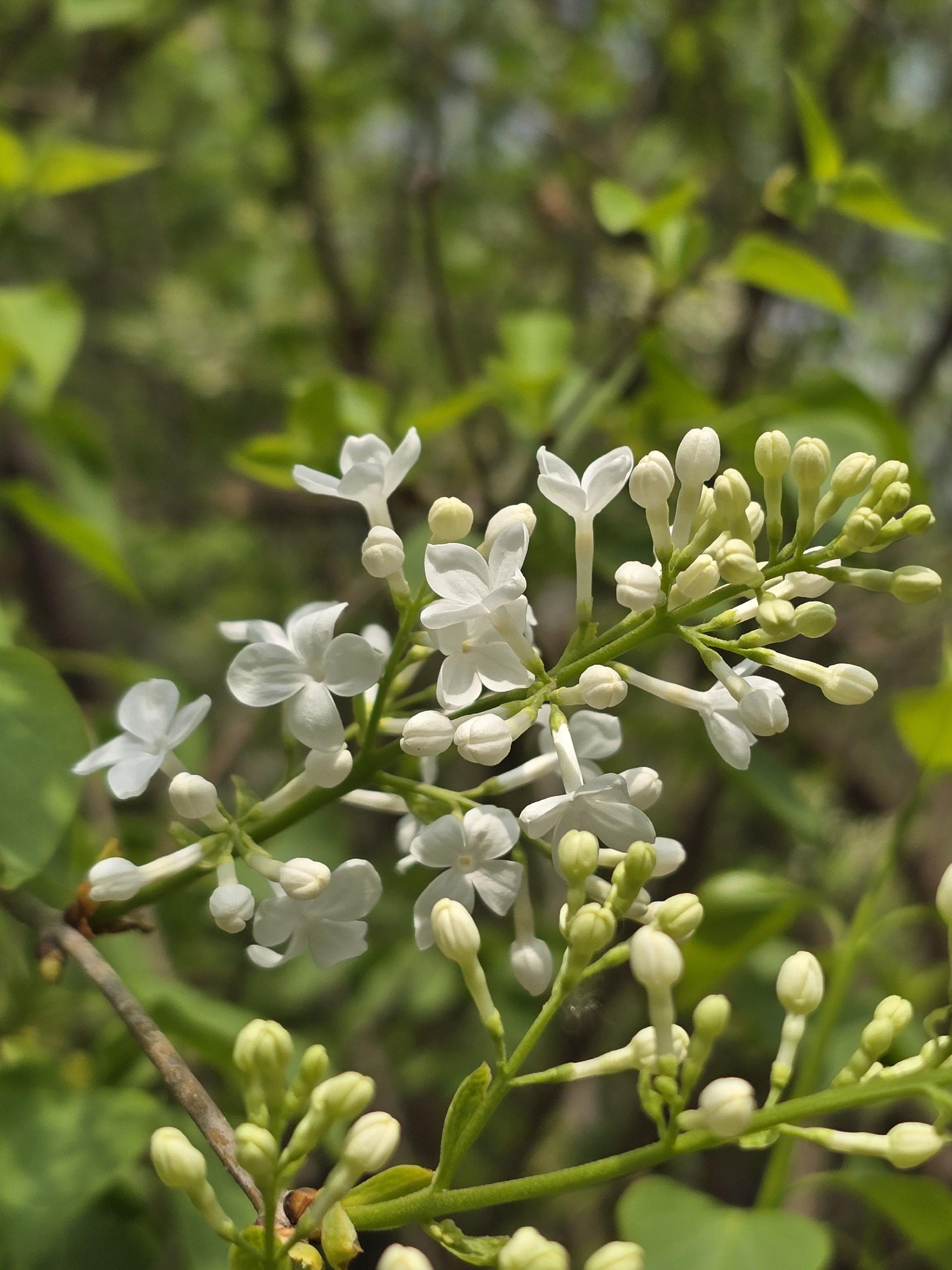 大美东城|丁香花,二月兰 正是观赏好时节