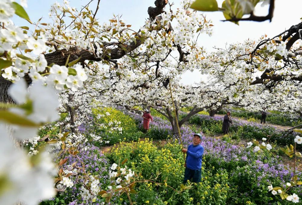 4月8日,河北省晋州市周家庄乡第九生产队的果农在梨园内进行授粉
