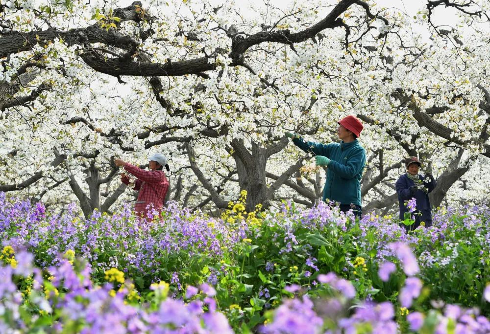 4月8日,河北省晋州市周家庄乡第九生产队的果农在梨园内进行授粉