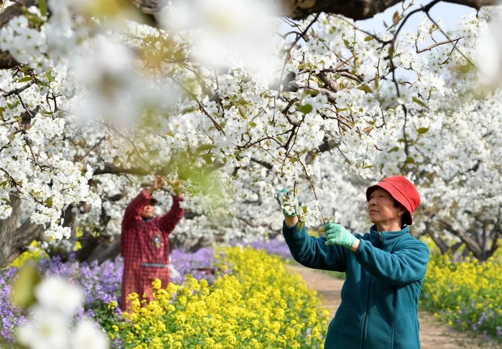4月8日,河北省晋州市周家庄乡第九生产队的果农在梨园内疏花.