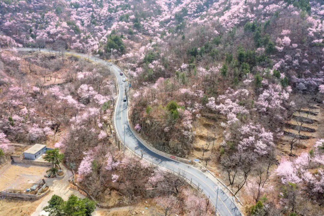 昌平5种赏花场景推荐|民宿_新浪财经_新浪网