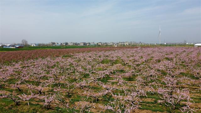 安徽颍上:朵朵桃花开出致富好"钱"景|安徽省_新浪财经_新浪网