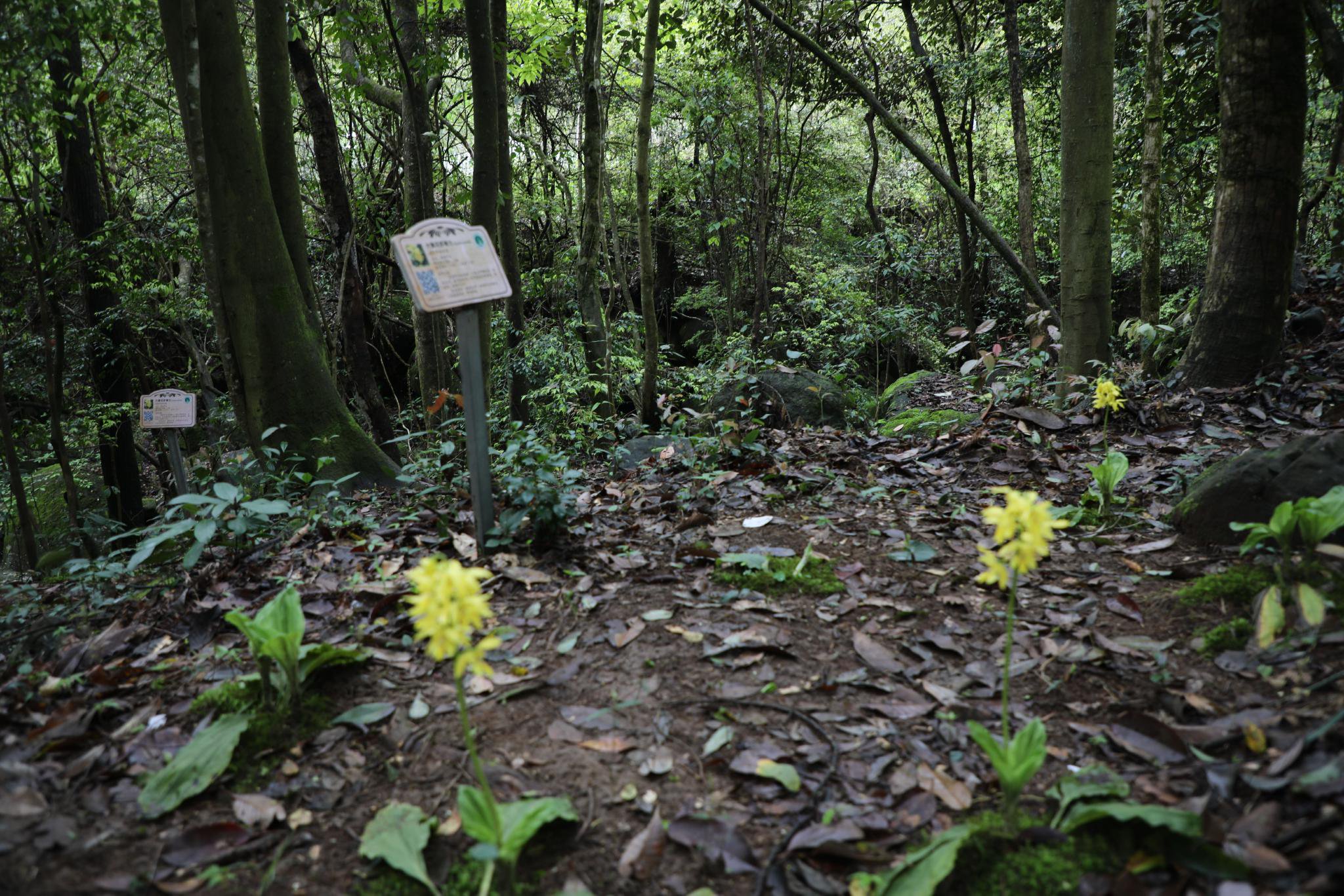 植物界"金丝猴" 保住了