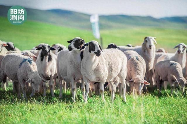 阳坊涮羊肉,非遗两百年,走进京城美食老字号阳坊涮肉_新浪财经_新浪网