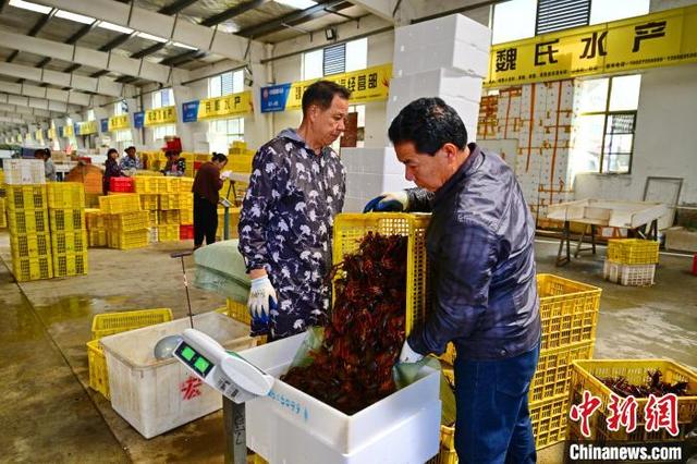 湖北潜江:小龙虾进入产销旺季|小龙虾_新浪财经_新浪网